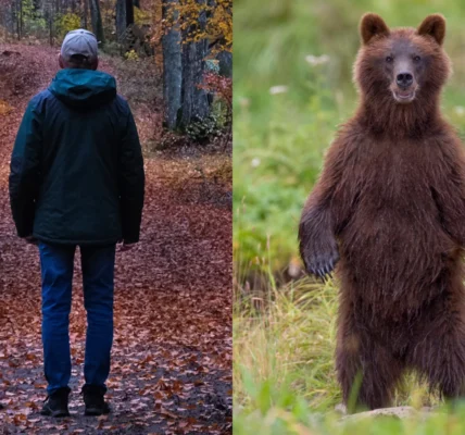 Man vs Bear Tiktok​