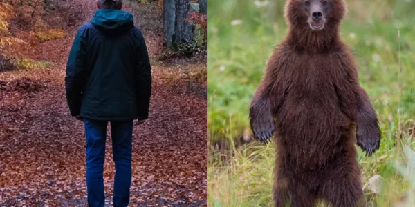 Man vs Bear Tiktok​