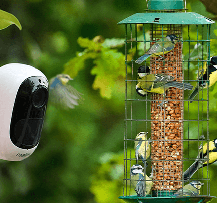 Bird Feeder Cameras