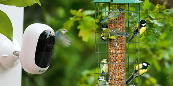 Bird Feeder Cameras