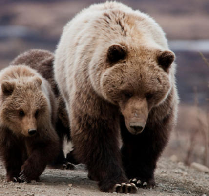 boon for grizzly bears nyt​