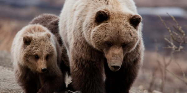 boon for grizzly bears nyt​